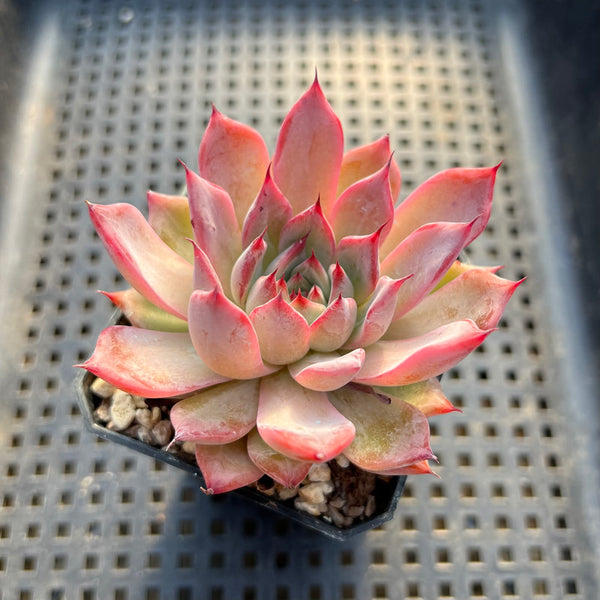 Echeveria 'Black Swan' 2"-3" Succulent Plant