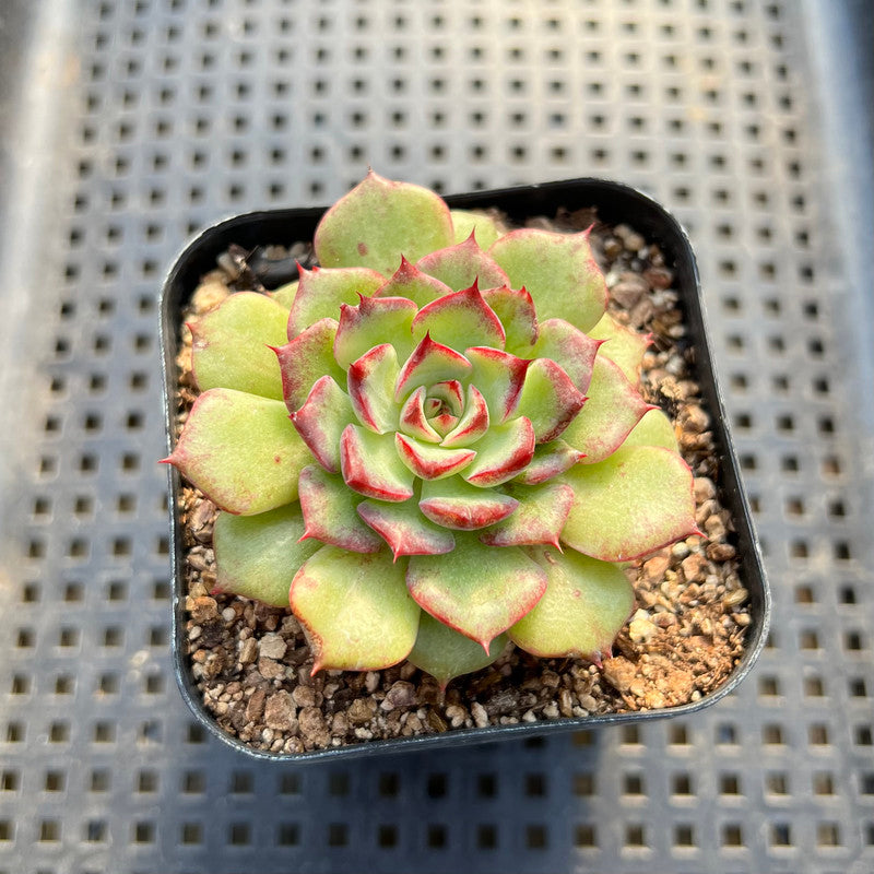 Echeveria 'Dancing Bird' Light Variegated 2" Succulent Plant