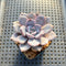 Echeveria 'Icy Purple' 2"-3" Succulent Plant