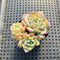 Echeveria sp. Cluster 2" Succulent Plant