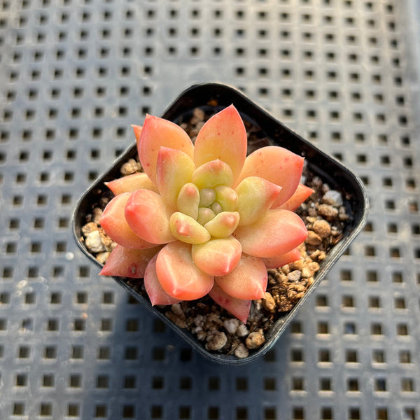 Pachyphytum sp. 2" Succulent Plant