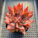 Echeveria 'Forte' 3"-4" Succulent Plant