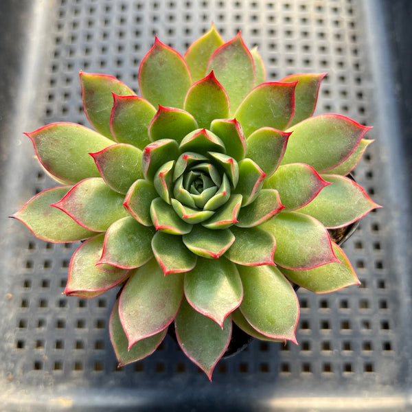 Echeveria Longissima 3"-4” Succulent Plant