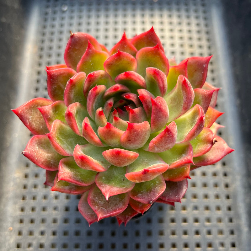 Echeveria 'Deep Red' 3"-4" Succulent Plant