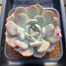 Echeveria 'Sung young' 3"-4" Succulent Plant Cutting