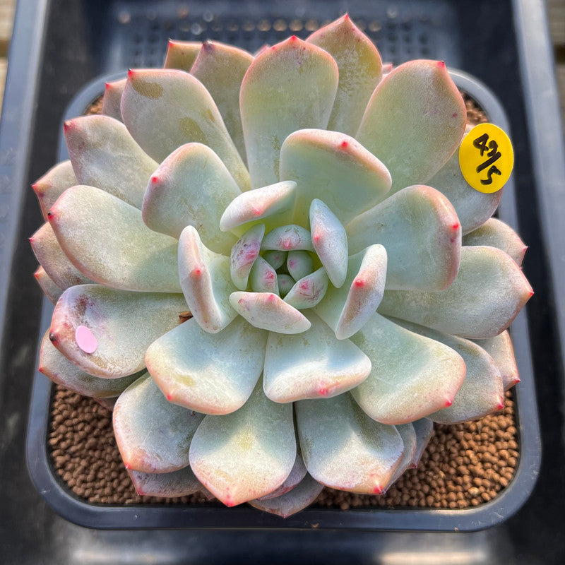 Echeveria 'Sung young' 3"-4" Succulent Plant Cutting