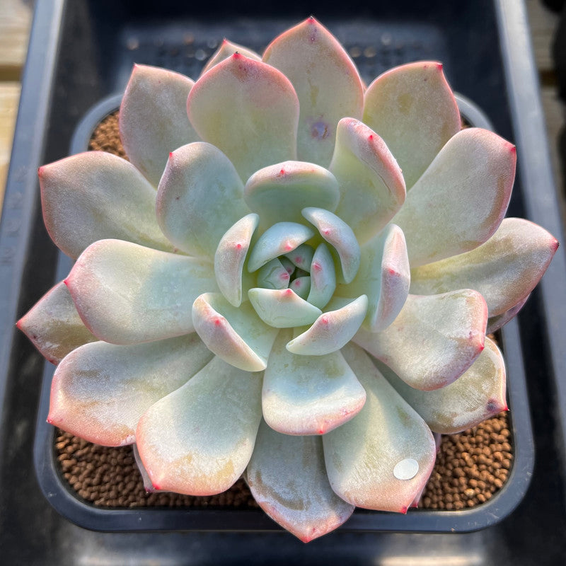 Echeveria 'Sung young' 3"-4" Succulent Plant Cutting