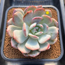 Echeveria 'Sung young' 3"-4" Succulent Plant Cutting