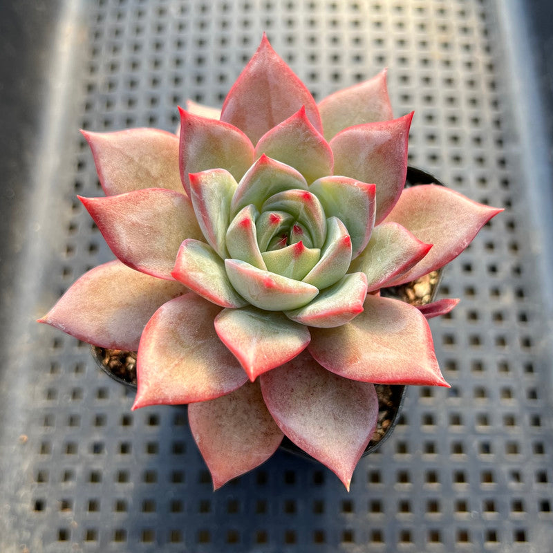 Echeveria sp. 3" Succulent Plant