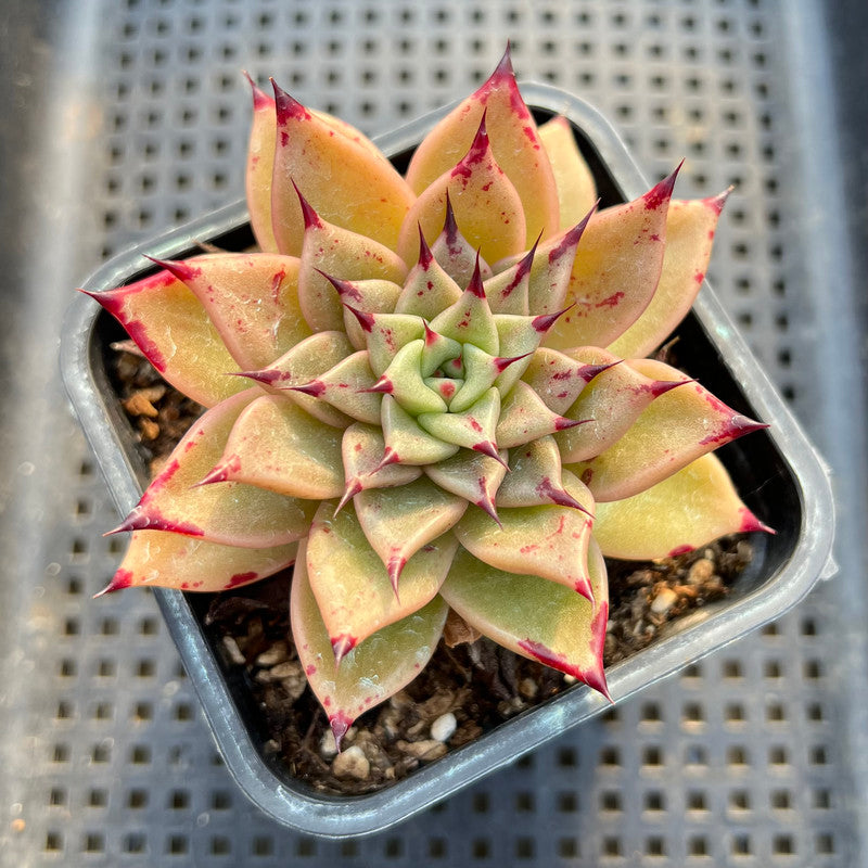 Echeveria 'Sarabony' Unique Clone 2" Succulent Plant