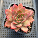 Echeveria 'Colorado' 2"-3" Changhee Original Hybrid Succulent Plant