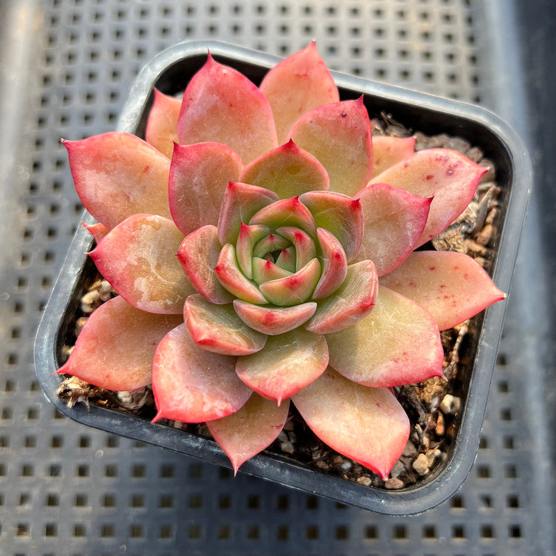 Echeveria 'Colorado' 2"-3" Changhee Original Hybrid Succulent Plant