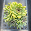 Echeveria 'Boracay' 4"-5" Extra Large Cluster Succulent Plant