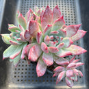 Echeveria Colorata 4"-5" Cluster Succulent Plant