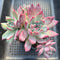 Echeveria Colorata 4"-5" Cluster Succulent Plant