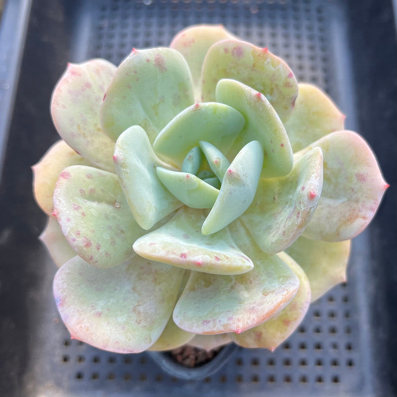 Echeveria 'Peach Girl' 4" Succulent Plant