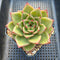 Echeveria Agavoides 'Tiara' 3"-4" Succulent Plant