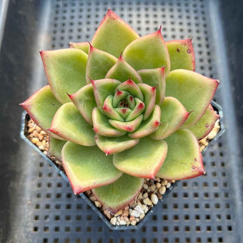 Echeveria Agavoides 'Tiara' 3"-4" Succulent Plant