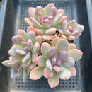 Pachyphytum 'Cinderella' 4" Large Cluster Succulent Plant