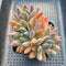 Pachyphytum 'Black Swan' 3" Cluster Succulent Plant