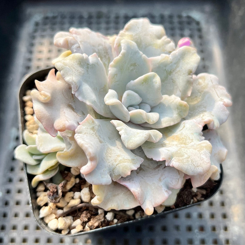 Echeveria 'Crispate Beauty' 3"-4" Succulent Plant