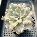 Echeveria 'Crispate Beauty' 3"-4" Succulent Plant