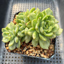 Echeveria Agavoides 'Ice Age' Variegated 4" Large Cluster Succulent Plant