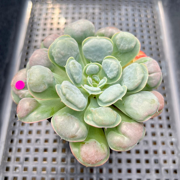 Echeveria 'Hearts Delight' 3" Succulent Plant