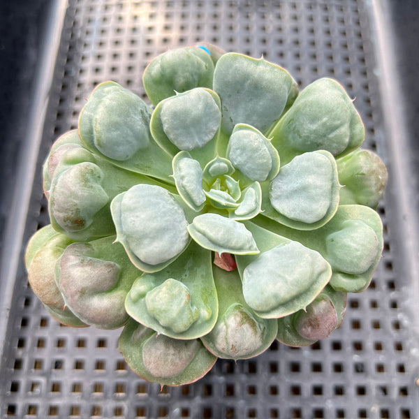 Echeveria 'Hearts Delight' 3" Succulent Plant