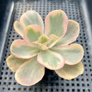 Echeveria 'Pink Chantilly' Variegated 2"-3" Succulent Plant