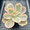 Echeveria 'Pink Chantilly' Variegated 2"-3" Succulent Plant