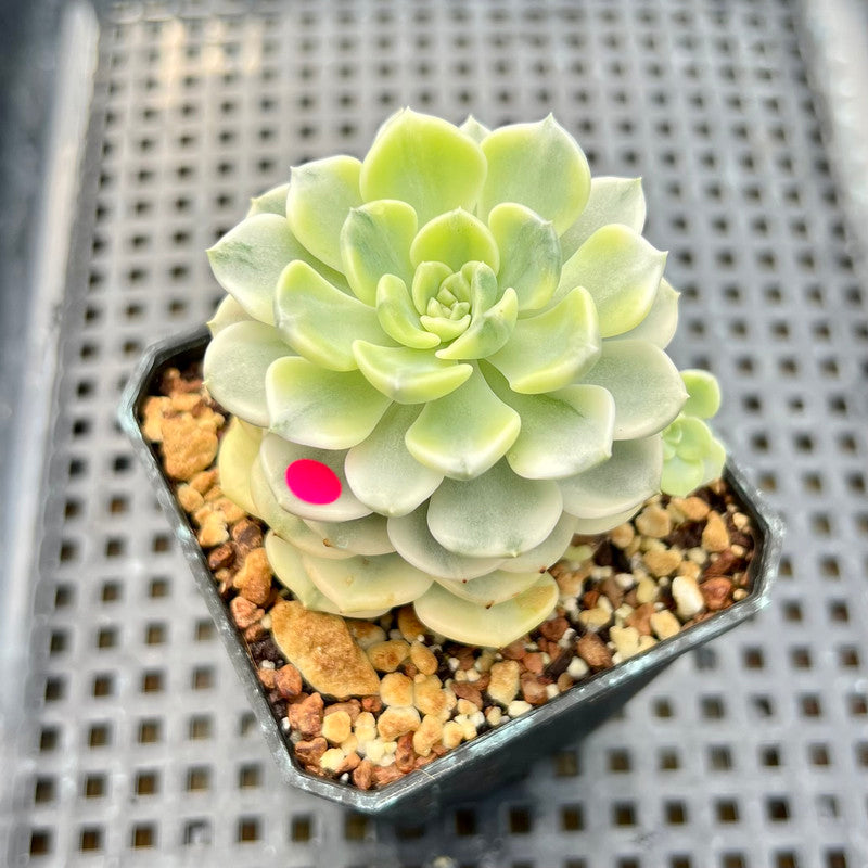 Echeveria 'Tinkerbell' Variegated 1"-2" Succulent Plant