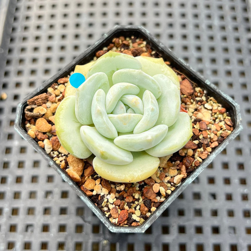 Echeveria 'Snow Garden' 2" Succulent Plant