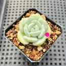 Echeveria 'Snow Garden' 2" Succulent Plant