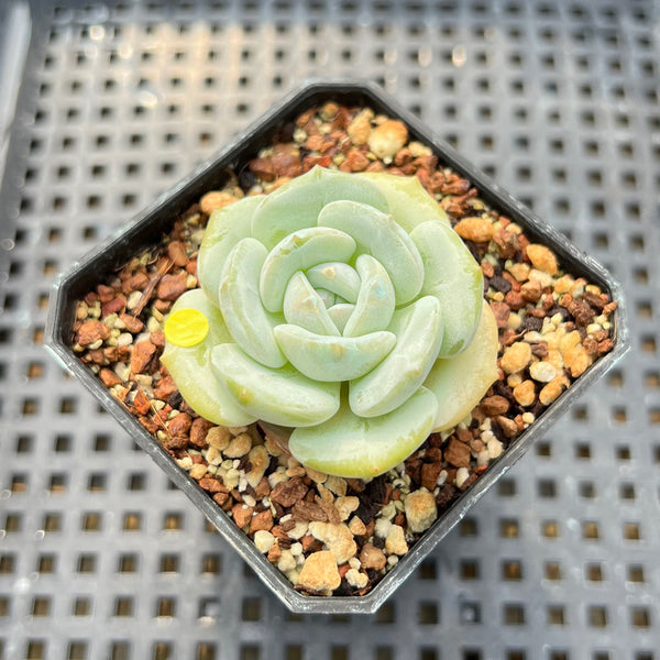 Echeveria 'Snow Garden' 2" Succulent Plant