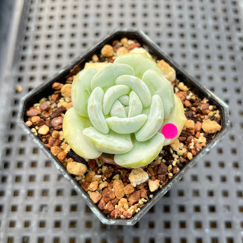 Echeveria 'Snow Garden' 2" Succulent Plant