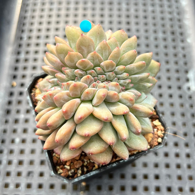 Echeveria 'Ariel' Crested 2" Succulent Plant