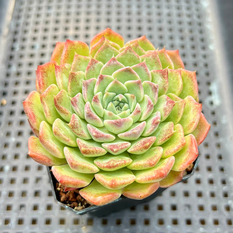 Echeveria sp. 2" Succulent Plant