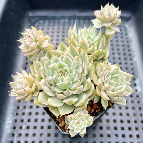 Echeveria 'Margaret' Variegated 3" Succulent Plant