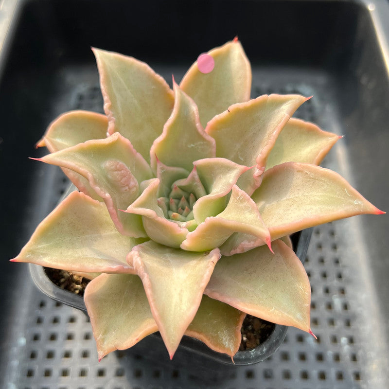 Echeveria 'Madiba' 2"-3" (Carunculated?) Succulent Plant