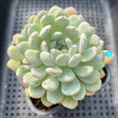 Echeveria 'Viyant' 3"-4" Succulent Plant