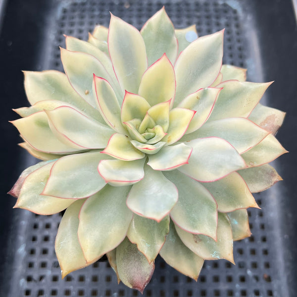 Echeveria 'Esther' Variegated 4" Succulent Plant