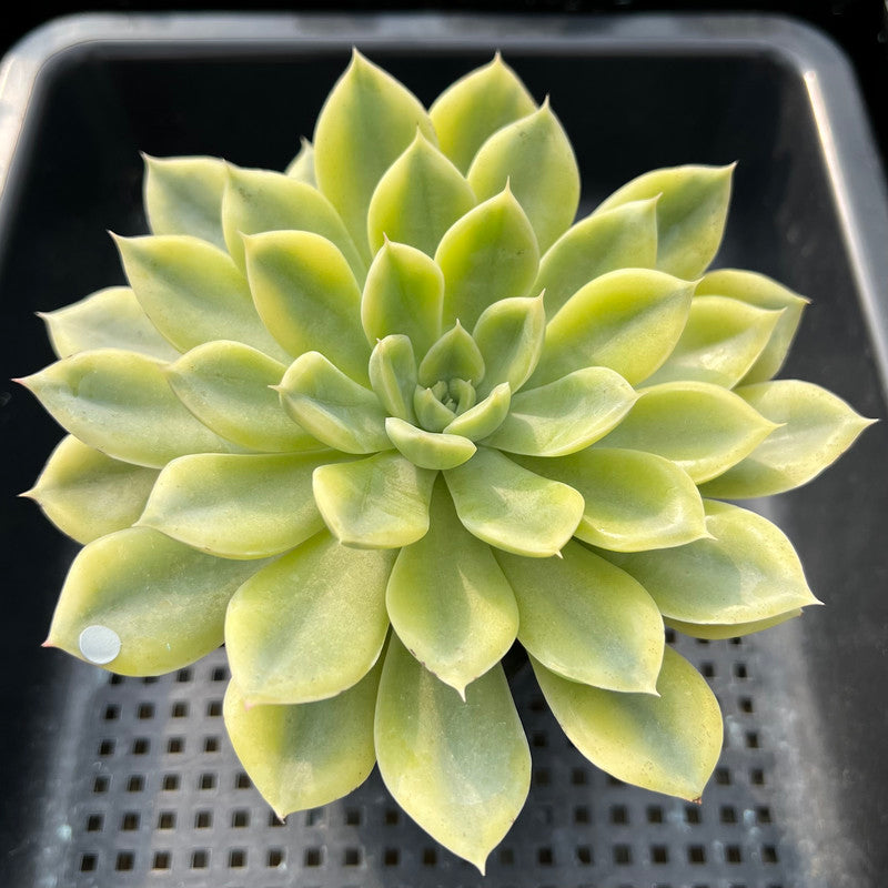 Echeveria 'Moon Fairy' Variegated 4"-5" Succulent Plant