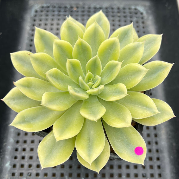 Echeveria 'Moon Fairy' Variegated 4"-5" Succulent Plant