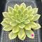 Echeveria 'Moon Fairy' Variegated 4"-5" Succulent Plant