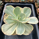 Echeveria sp. Variegated *Not a true Zusung Ice Age* 6" Succulent Plant