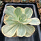 Echeveria sp. Variegated *Not a true Zusung Ice Age* 6" Succulent Plant