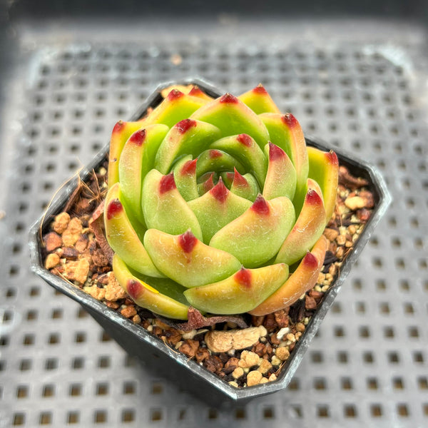 Echeveria 'Blue Dragon' Type A 2" Succulent Plant