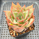 Echeveria 'Red Dragon' 2" Succulent Plant