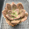 Echeveria 'Xichuensis' Hybrid 3" Succulent Plant